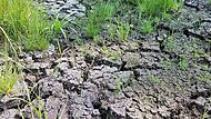 Die langanhaltende Trockenheit und Hitze der vergangenen Jahre haben in der Rhön ihre Spuren hinterlassen -  wie hier im Roten Moor in Hessen. Foto: Anna-Lena Bieneck
