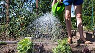 Gibt es in Zukunft in Unterfranken noch genügend Wasser für das eigene Gemüsebeet? Experten fordern im Kampf gegen den Wassermangel ein grundsätzliches Umdenken der Politik in Bayern. Gibt es in Zukunft in Unterfranken noch genügend Wasser für das eigene Gemüsebeet? Experten fordern im Kampf gegen den Wassermangel ein grundsätzliches Umdenken der Politik in Bayern.