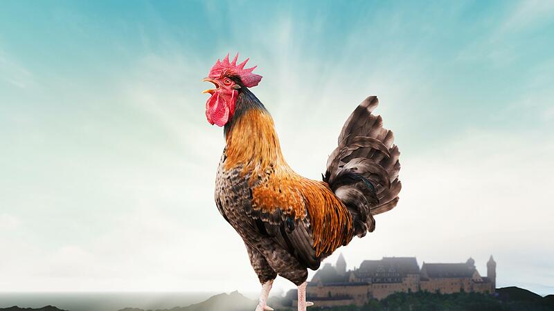 Tierisch wichtig: Das Kr&auml;hen eines Hahnes sollte als l&auml;ndliches Kulturgut gesch&uuml;tzt werden. Auch im Coburger Land.