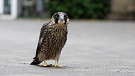 Wanderfalke