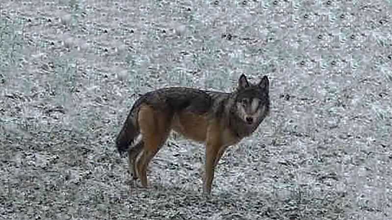Ein Bild wie dieses schoss eine Fotofalle j&uuml;ngst in Wachenroth. Da der &ouml;rtliche Jagdp&auml;chter f&uuml;r die Redaktion nicht erreichbar war, mussten wir auf dieses Foto aus  Plech (Fr&auml;nkische Schweiz) zur&uuml;ckgreifen.