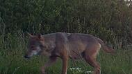 Das Bild einer Wildkamera auf dem Truppenübungsplatz aus dem Juni zeigt eine Wölfin mit einem – allerdings nur für Experten – erkennbaren Gesäuge.