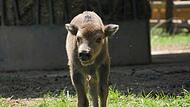 Wisentkalb in hundshauptenForchheim & Fränkische Schweiz Inzwischen ist das kleine Wisentkalb ein Stückchen gewachsen. Verspielt ist es aber weiterhin.