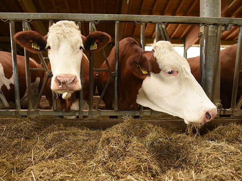 Kuh - Symbolbild Kuh - Symbolbild