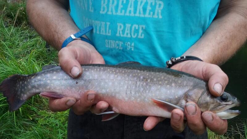 Wenn zu viele Fische von Vögeln aus den Teichen geholt werden, wird das Geschäft unrentabel.