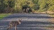 Im September 2022 sind vier junge W&ouml;lfe auf dem Truppen&uuml;bungsplatz Wildflecken in eine Fotofalle gelaufen. Wie viele Welpen in diesem Jahr geboren wurden, ist noch unbekannt.