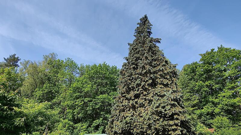 Coburger Kleingarten: Das Schicksal der Thuja ist entschieden