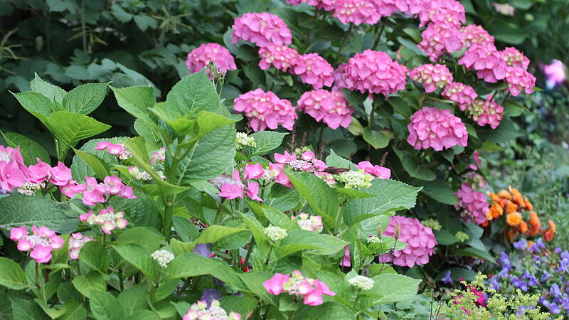 Hortensien leben bei vielen Regen auf Hortensien leben bei vielen Regen auf