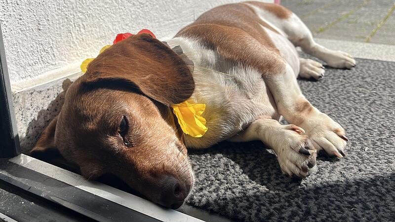 Nach den ersten drei Tipp-Runden braucht Lucy erstmal eine Pause.