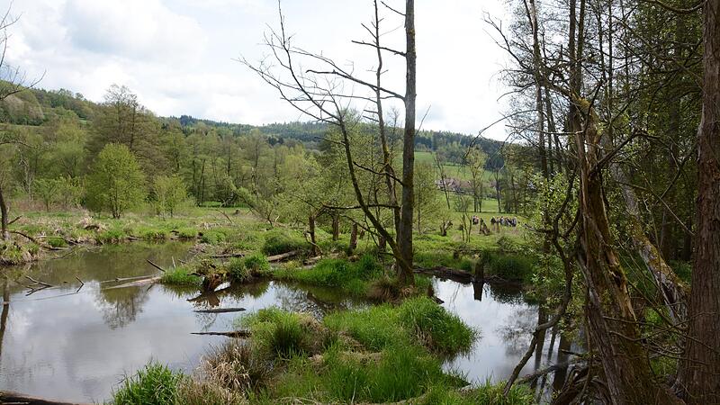 Auenlandschaften verbinden Hochwasserschutz und Wasserr&uuml;ckhalt in einem.