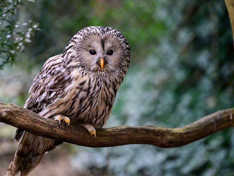 Habichtskauz Habichtskauz