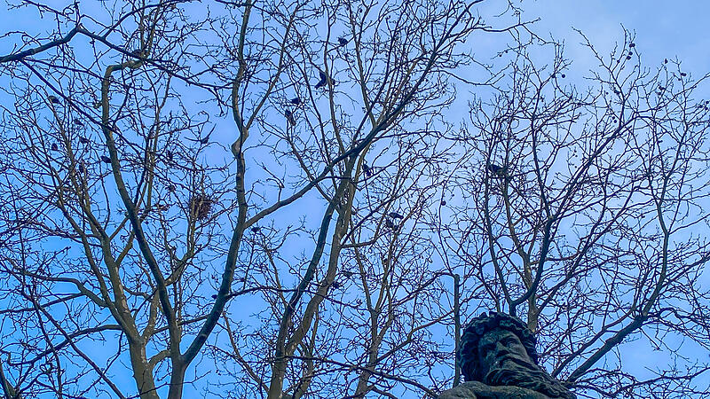 Freiluftvoliere am Eingang zur Fu&szlig;g&auml;ngerzone: Unz&auml;hlige Saatkr&auml;hen umkreisen seit 2022 den Bamberger Gabelmann. Der Ger&auml;uschpegel ist beachtlich.