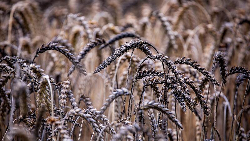 Teilweise bereits schwarz gefärbte Weizenähren stehen auf einem wegen der heftigen Niederschläge bisher nicht abgeernteten Feld.