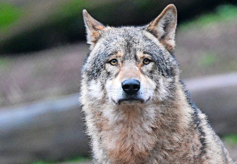Mehrere Weidetier- und Gehegehalter schilderten anschaulich ihre teilweise drastischen Erlebnisse von Wolfsübergriffen und -rissen.