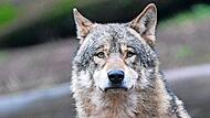 Mehrere Weidetier- und Gehegehalter schilderten anschaulich ihre teilweise drastischen Erlebnisse von Wolfsübergriffen und -rissen.