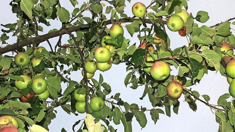 &Auml;pfel sind in diesem Jahr in der Region am Obermain eher Mangelware. Der trockene Sommer beg&uuml;nstigte diese Fr&uuml;chte nicht. Anders sieht es bei Zwetschgen, Birnen, Quitten und N&uuml;ssen aus, die reichlich an den B&auml;umen hingen.