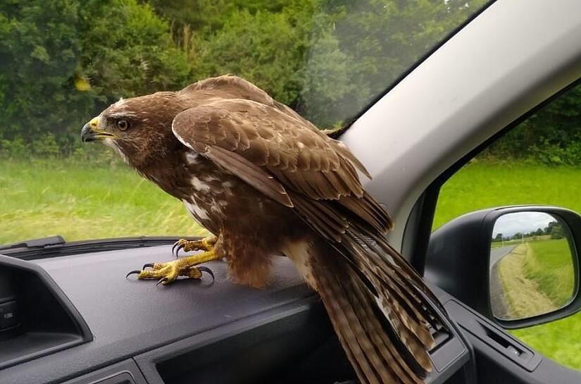Die Polizei rettete einen Bussard von der A73 bei Bamberg und brachte ihn im Streifenwagen zur Tierklinik.