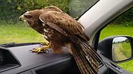 Die Polizei rettete einen Bussard von der A73 bei Bamberg und brachte ihn im Streifenwagen zur Tierklinik.