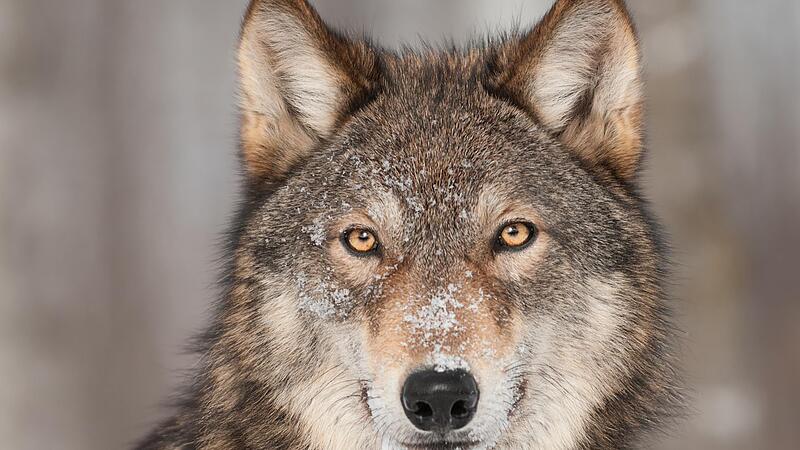 Ein Handyvideo, das einen Wolf zeigen soll, sorgte in Steinach f&uuml;r Aufregung.