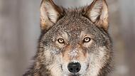 Ein Handyvideo, das einen Wolf zeigen soll, sorgte in Steinach für Aufregung. Ein Handyvideo, das einen Wolf zeigen soll, sorgte in Steinach für Aufregung.