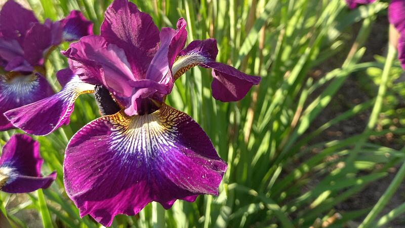 Garten-Tipp vom Amt f&uuml;r Ern&auml;hrung, Landwirtschaft und Forsten (AELF) Kitzingen-W&uuml;rzburg: Wiesen-Iris sind ausdauernd und gen&uuml;gsam und kommen im Gartenboden ohne Wasser aus.
