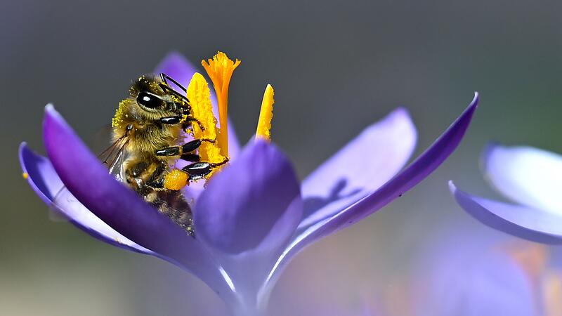 Fr&uuml;hlingshaftes Wetter in M&uuml;nchen