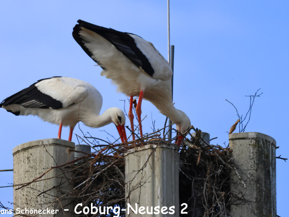 Storchenpaare im Land CoburgStorchenpaare im Land Coburg 2025