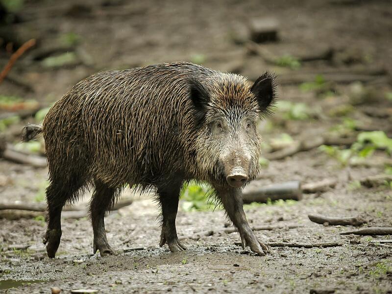 Wildschwein