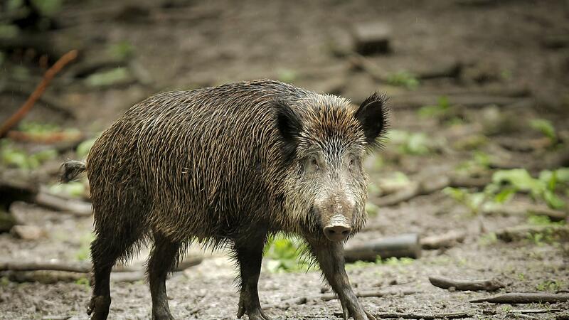 Wildschwein
