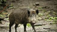 Wildschwein