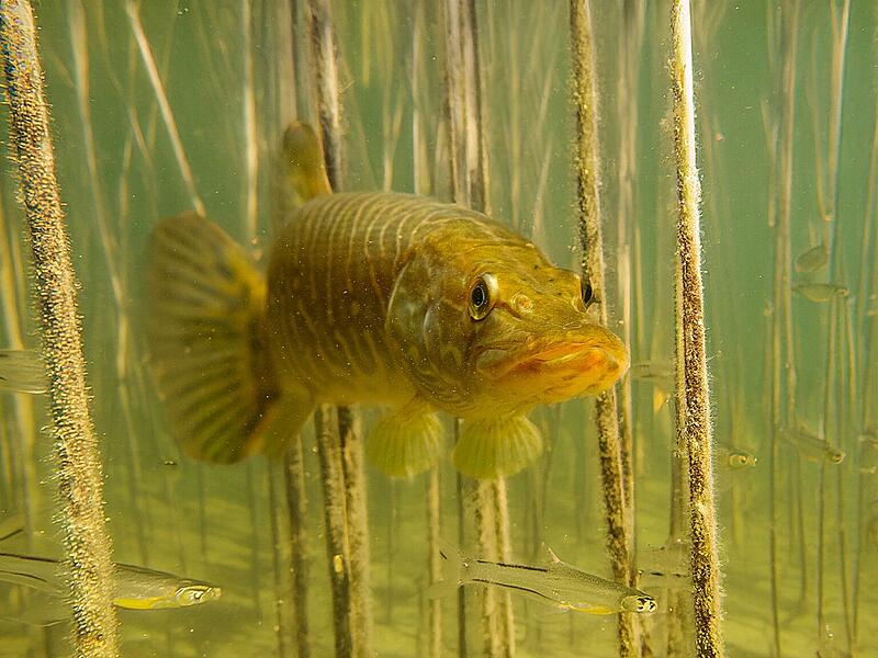Fisch
