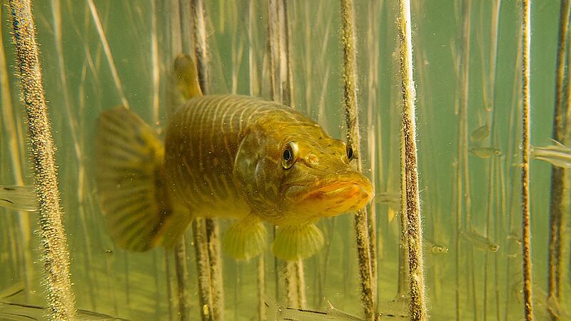 Fisch