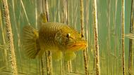 Fisch