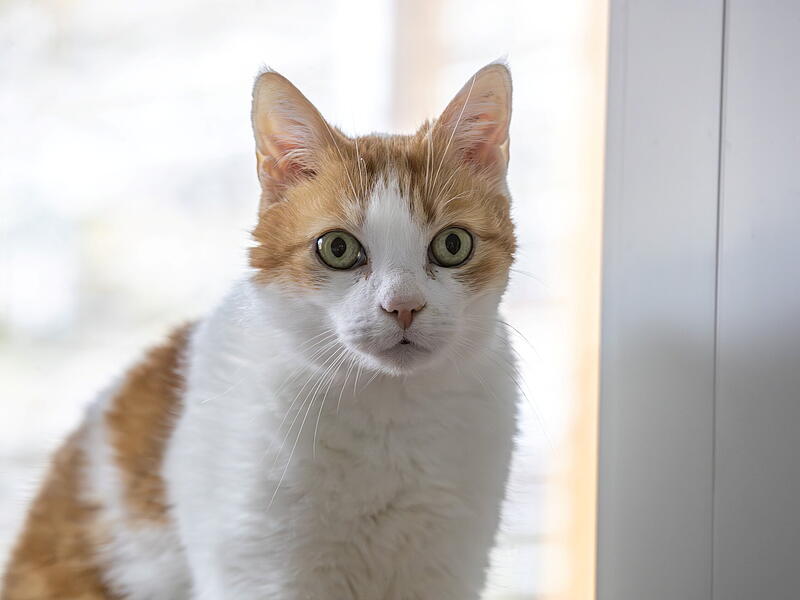 Katze Robby sucht ein schönes Plätzchen für den Lebensabend. Katze Robby sucht ein schönes Plätzchen für den Lebensabend.
