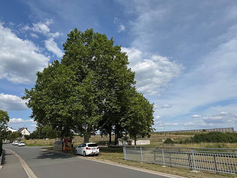Es könnte bald vorbei sein mit dem schattigen Parkplatz in Heßdorf. Muss die riesige Platane weichen?