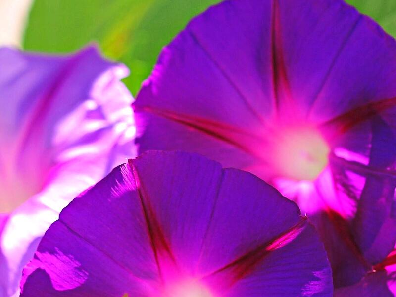 Die Blüten der Trichterwinde leuchten um die Wette. Die Blüten der Trichterwinde leuchten um die Wette.