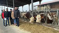 Im Bullenmastbetrieb von Ramona Brehm macht der  Bauernverband auf die Probleme des Mercosur-Abkommens aufmerksam: (v.l.) Geschäftsführer Klaus Pieroth, stv. Kreisobmann Markus Schmitt, Kreisobmann Dieter Reißenweber,  Ramona Brehm sowie Reinhold ...