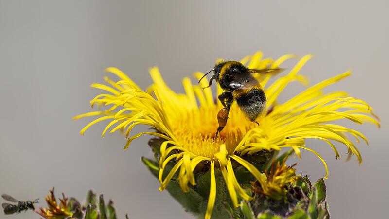 Eine Hummel im Landeanflug.