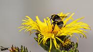 Eine Hummel im Landeanflug.