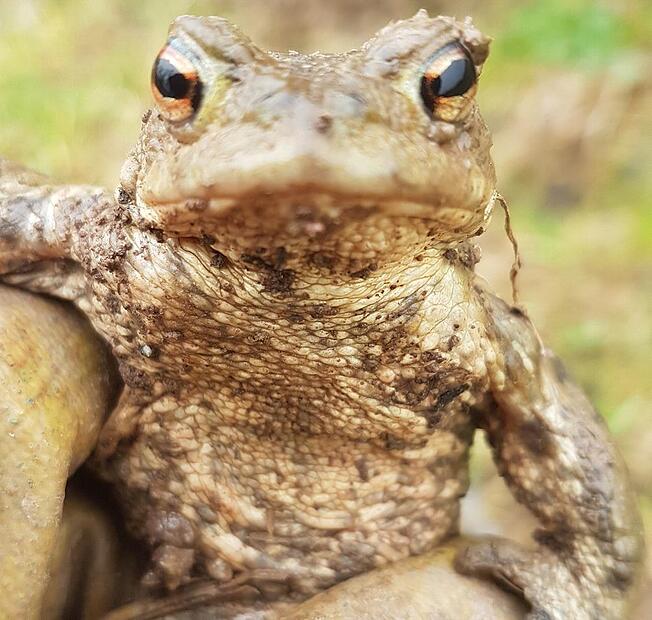 Mit dem vorfrühlingshaften Wetter zieht es die Kröten wieder an ihre Laichplätze. Mit dem vorfrühlingshaften Wetter zieht es die Kröten wieder an ihre Laichplätze.