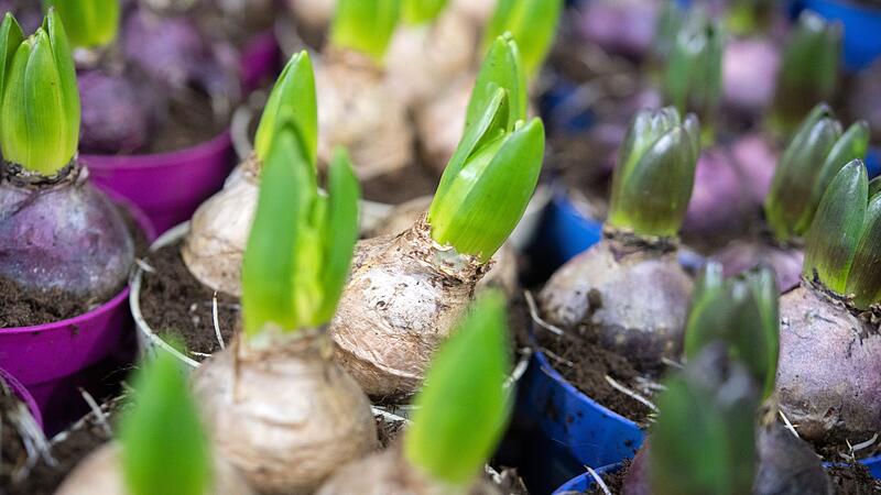 Fr&uuml;hbl&uuml;her in T&ouml;pfen
