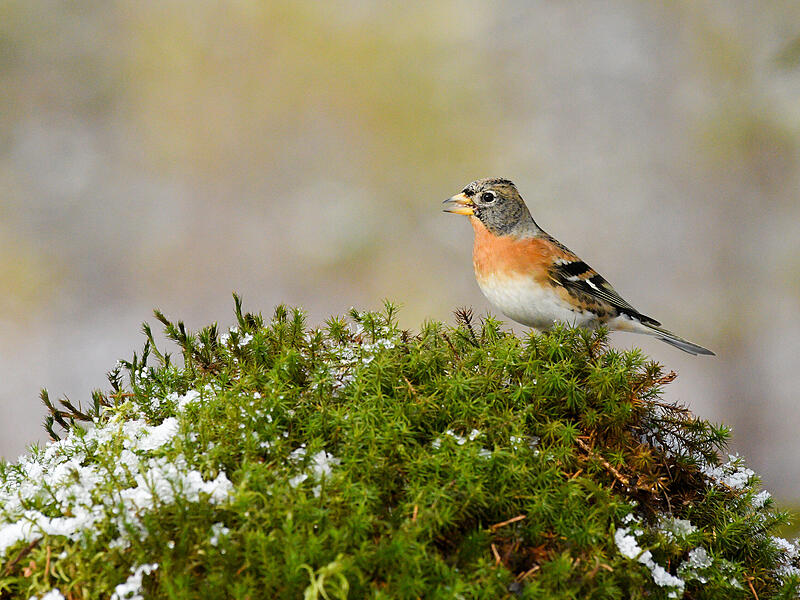 Die Chance, dass dieses Jahr auch Bergfinken aus Skandinavien in Bayern beobachtet werden k&ouml;nnen, stehen laut LBV-Biologin Dr. Angelika Nelson gut.