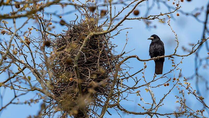 Über 250 Saatkrähenkolonien gab es vergangenes Jahr in Kitzingen. Die Vögel machen im Stadtgebiet und auf Feldern große Probleme. Über 250 Saatkrähenkolonien gab es vergangenes Jahr in Kitzingen. Die Vögel machen im Stadtgebiet und auf Feldern große Probleme. 