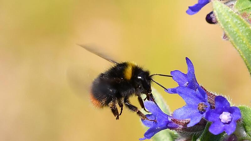 Die Kreisgruppe Kulmbach des Bund Naturschutz ruft dazu auf, Hummeln zu melden. Die Kreisgruppe Kulmbach des Bund Naturschutz ruft dazu auf, Hummeln zu melden.