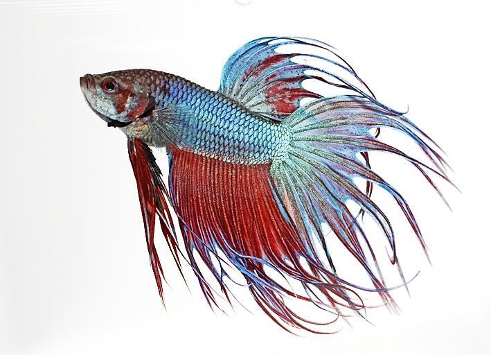 Eine von vielen Attraktionen der Börse, ein bunter Kampffisch. Eine von vielen Attraktionen der Börse, ein bunter Kampffisch.