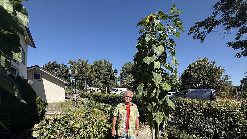 Unerwartet: J&uuml;rgen Schneiderbanger hat mehrere riesige Sonnenblumen bei sich im Garten stehen. Aber eine toppt alles.