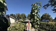 Sonnenblume Unerwartet: Jürgen Schneiderbanger hat mehrere riesige Sonnenblumen bei sich im Garten stehen. Aber eine toppt alles.