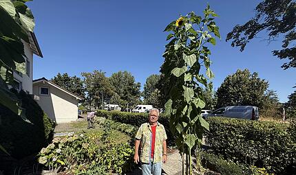 Unerwartet: J&uuml;rgen Schneiderbanger hat mehrere riesige Sonnenblumen bei sich im Garten stehen. Aber eine toppt alles.