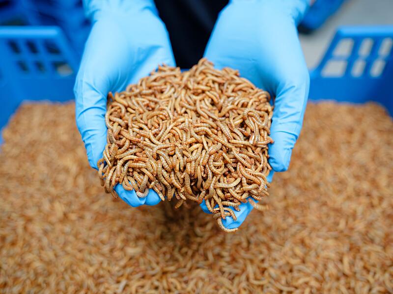 Industrielle Insektenzucht - Alpha-Protein GmbH Industrielle Insektenzucht - Alpha-Protein GmbH