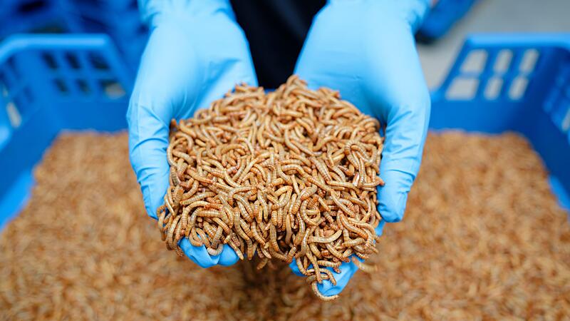 Industrielle Insektenzucht - Alpha-Protein GmbH Industrielle Insektenzucht - Alpha-Protein GmbH